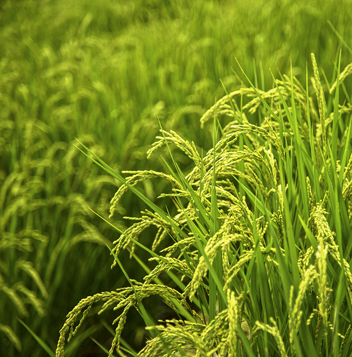 japan-ricefield-travel